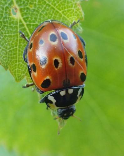 Réf. 231 025 : Anatis ocellata